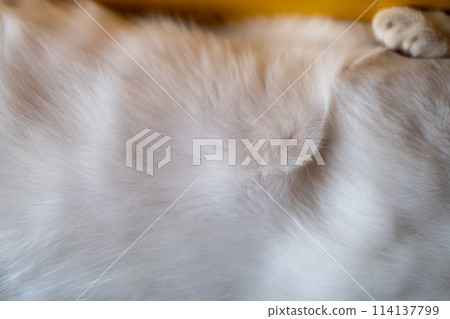 Cat white fur texture, close-up 114137799