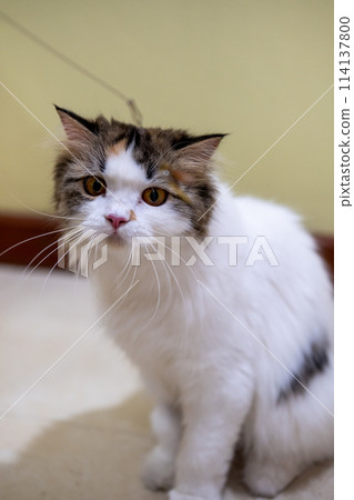 Close up of cute fluffy white cat playing with cat teaser. Mixed breed cat between Maine Coon and Scottish Fold. Close up of cute fluffy white cat playing with cat teaser. Mixed breed cat between Maine Coon and Scottish Fold. 114137800