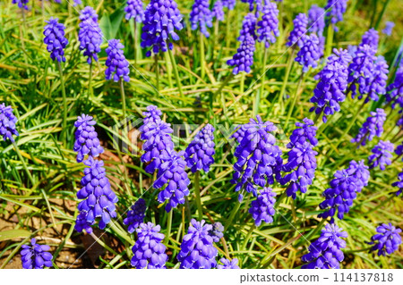 春天公園的花壇盛開著紫色穆斯卡里。 114137818