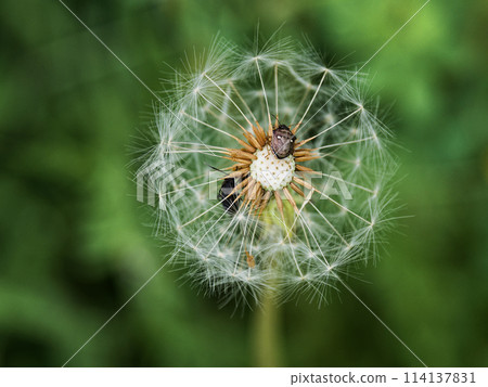 Where do the seeds go? Seed dispersal of Western dandelion Where do the seeds go? Seed dispersal of Western dandelion 114137831