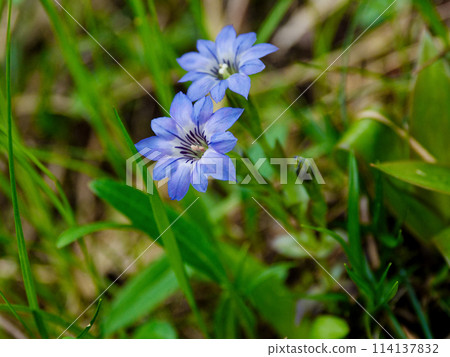 Spring wildflowers Flowering of Gentianaceae 114137832
