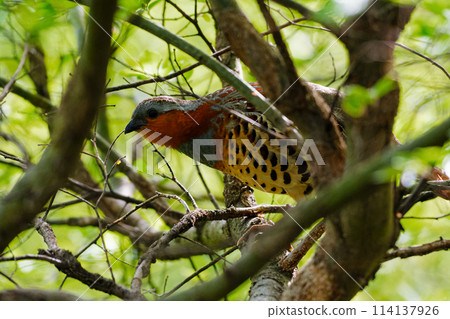 Pheasant perched on a branch 114137926