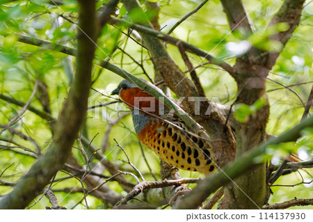 Pheasant perched on a branch Pheasant perched on a branch 114137930