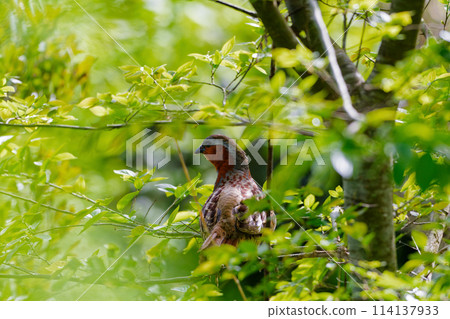 Pheasant perched on a branch 114137933