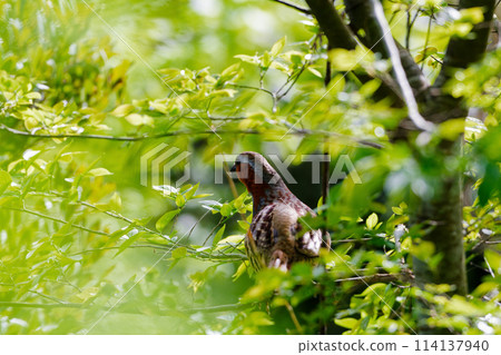 Pheasant perched on a branch 114137940