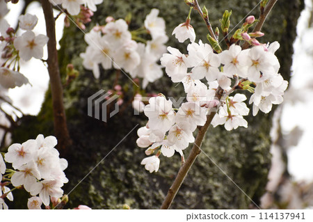 Pretty cherry blossoms shining among the trees 114137941