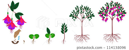 Cycle of growth of a fuchsia plant from seeds on a white background. 114138096