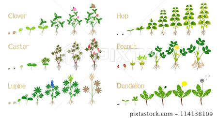 Set of growth cycles of agricultural crops on a white. 114138109