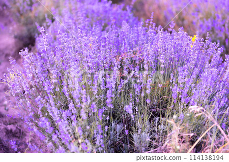 Purple lavender field close-up 114138194