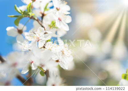 White flowers on cherry tree White flowers on cherry tree 114139022