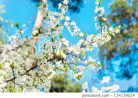 White flowers on cherry tree White flowers on cherry tree 114139024
