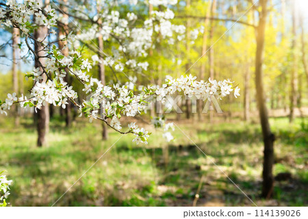 Cherry tree with white flowers 114139026