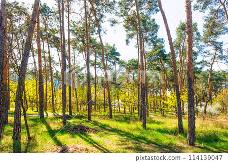 Green forest with green trees Green forest with green trees 114139047