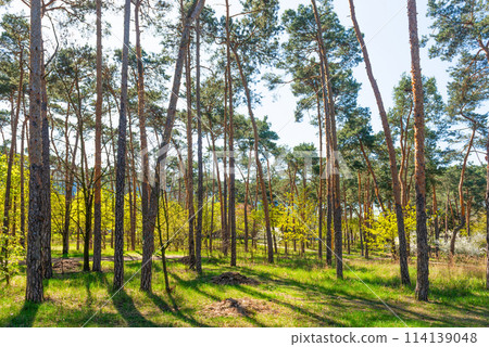 Green forest with green trees Green forest with green trees 114139048