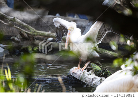 Landscape with Pelicans 114139081