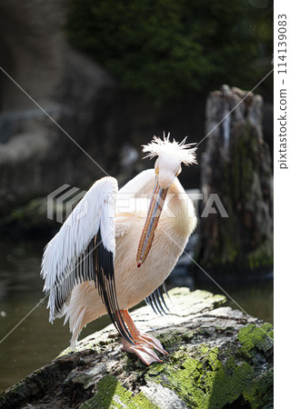 Landscape with Pelicans 114139083