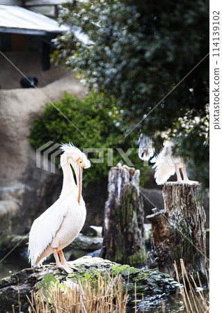 Landscape with Pelicans 114139102