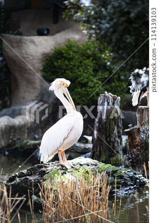 Landscape with Pelicans 114139103
