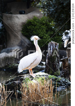 Landscape with Pelicans 114139104
