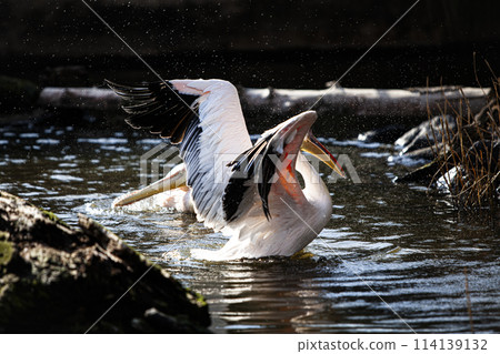 Landscape with Pelicans Landscape with Pelicans 114139132