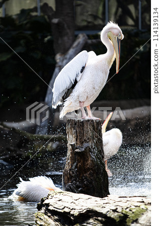 Landscape with Pelicans Landscape with Pelicans 114139134
