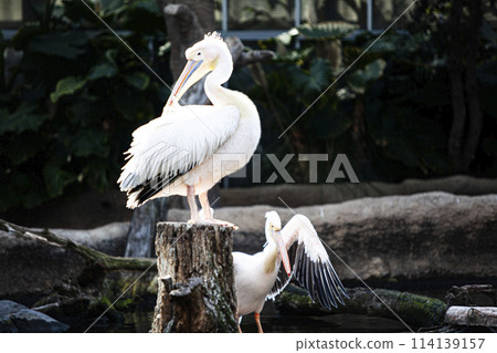 Landscape with Pelicans 114139157