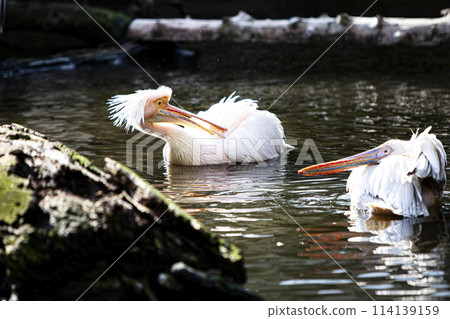 Landscape with Pelicans 114139159