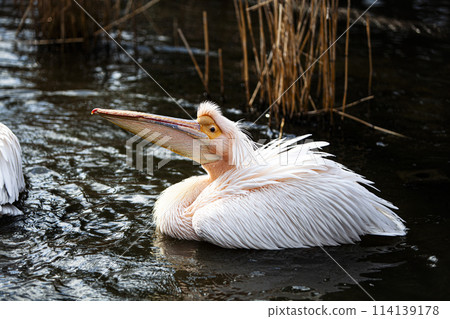 景觀與鵜鶘 景觀與鵜鶘 114139178