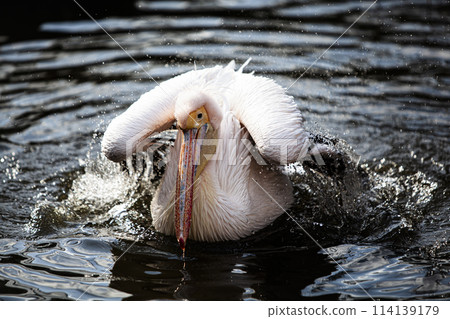 Landscape with Pelicans Landscape with Pelicans 114139179