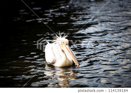 Landscape with Pelicans 114139184