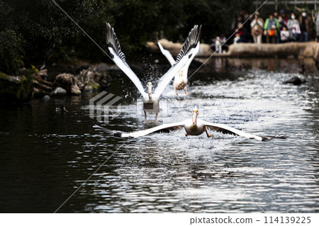 Flying Pelicans Flying Pelicans 114139225