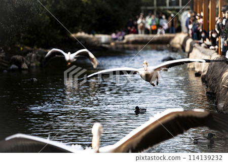 Flying Pelicans 114139232