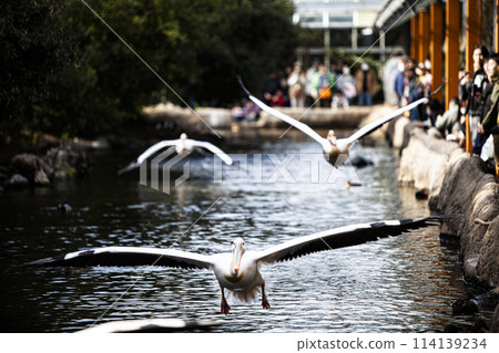 Flying Pelicans 114139234