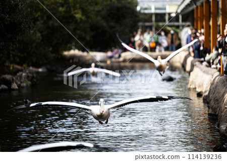 Flying Pelicans 114139236