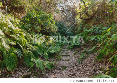 Hiking trail, forest, thicket, mountain, trail Hiking trail, forest, thicket, mountain, trail 114139243