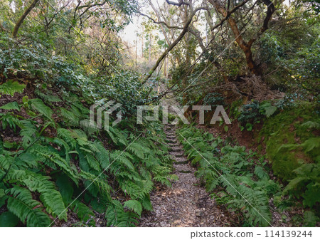 Hiking trail, forest, thicket, mountain, trail Hiking trail, forest, thicket, mountain, trail 114139244