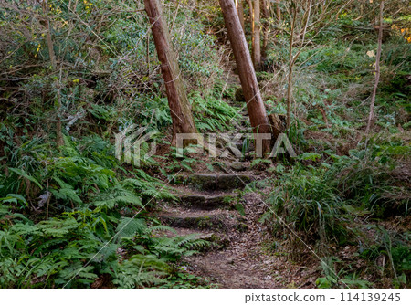Hiking trail, forest, thicket, mountain, trail Hiking trail, forest, thicket, mountain, trail 114139245