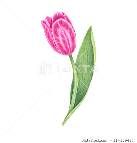 Flowers. Tulips on isolated white. Watercolor drawing. botanical painting, beautiful spring flora. Flowers. Tulips on isolated white. Watercolor drawing. botanical painting, beautiful spring flora. 114139455