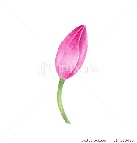 Flowers. Tulips on isolated white. Watercolor drawing. botanical painting, beautiful spring flora. Flowers. Tulips on isolated white. Watercolor drawing. botanical painting, beautiful spring flora. 114139456