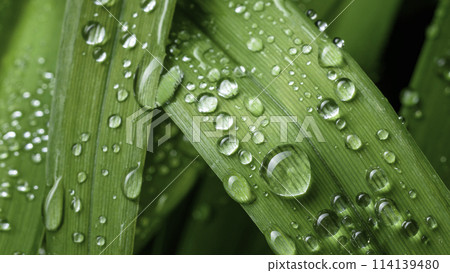 green leaf with drops of water 114139480