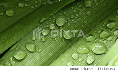 green leaf with drops of water 114139493