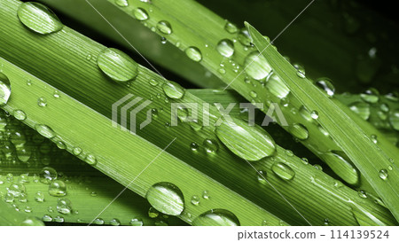 green leaf with drops of water green leaf with drops of water 114139524