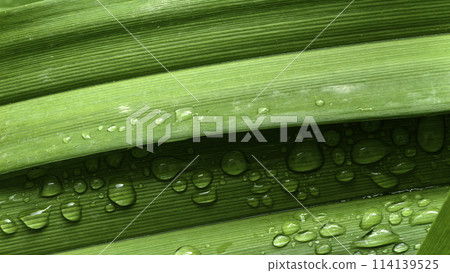 green leaf with drops of water green leaf with drops of water 114139525