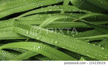 green leaf with drops of water 114139529