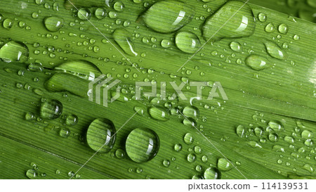 green leaf with drops of water 114139531