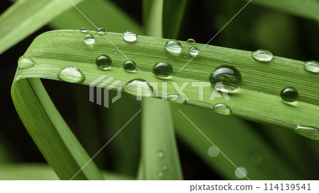 green leaf with drops of water green leaf with drops of water 114139541