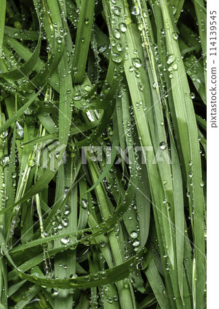 green leaf with drops of water 114139545