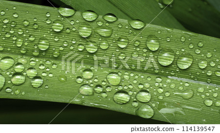 green leaf with drops of water green leaf with drops of water 114139547