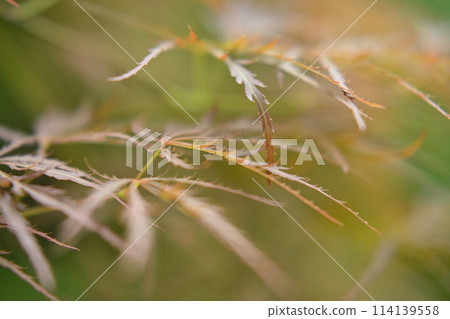 Spring maples, various 114139558