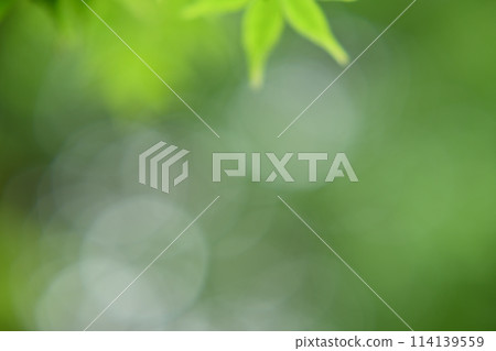 Spring maples, various Spring maples, various 114139559